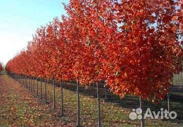 Саженцы красного дуба