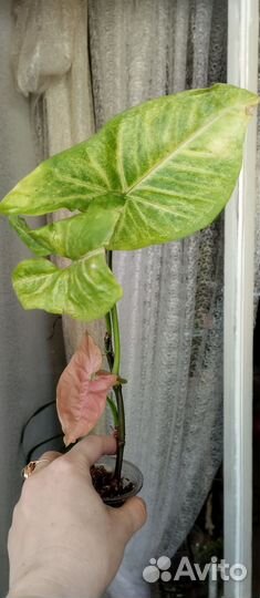 Сингониумы