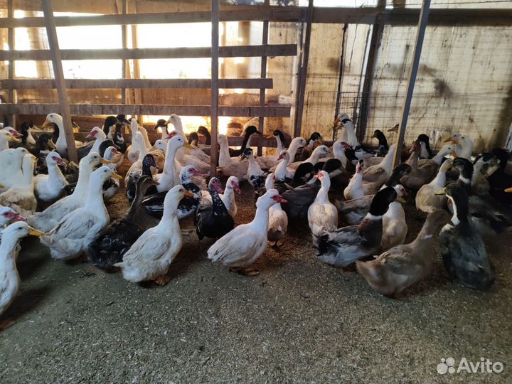 Утки, Индоутки, Кряквы, Куры, Петухи