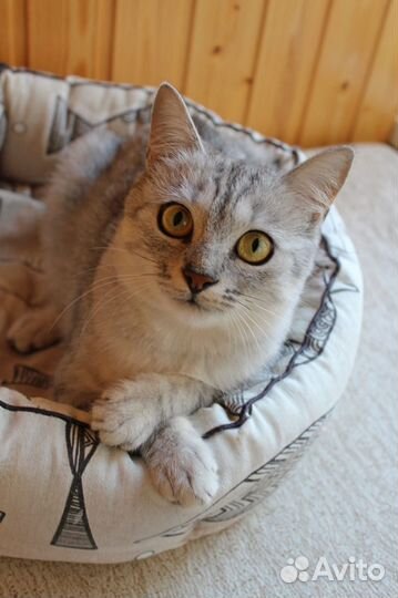 Кошка в дар