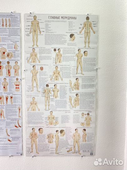 Плакаты акупунктурные меридианы
