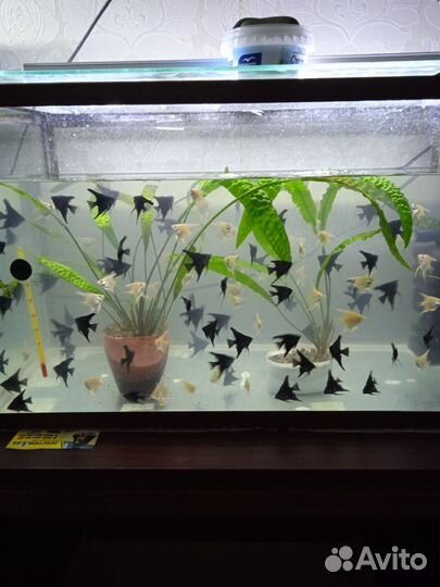 Аквариумные рыбки