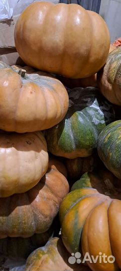 Тыква сладченная