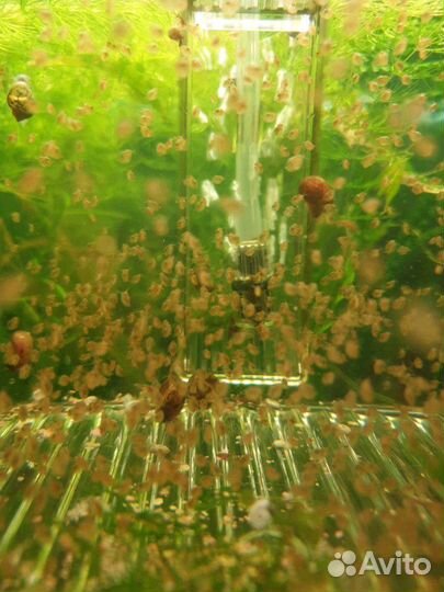 Аулофорус.Нематода,инфузория