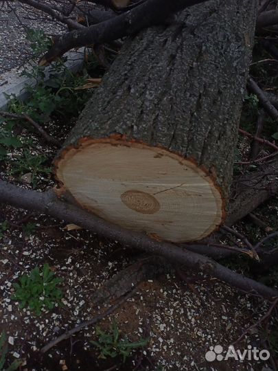 Отдам дрова липа