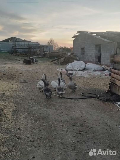 Продам гусей