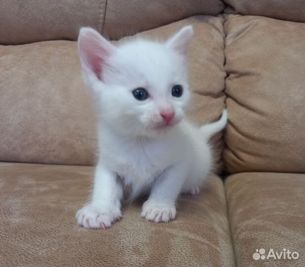 Котенок в добрые руки