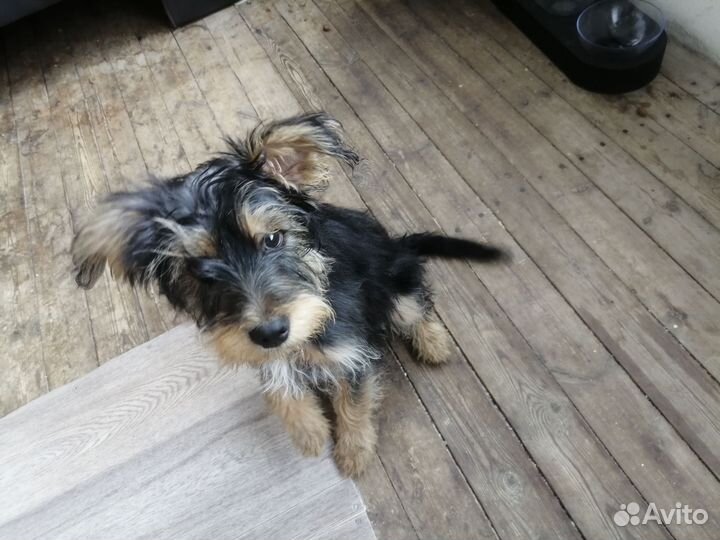 Собака в добрые руки отдам бесплатно