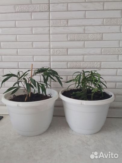 Фикусы- Кинки, Али мелколистный