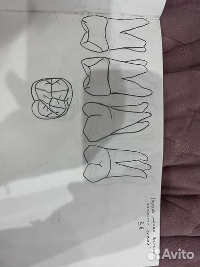 Альбом с контурами зубов