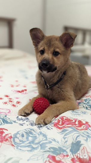 Щенок девочка 3 мес в дар