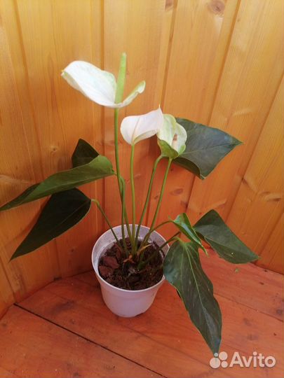 Антуриум Элидо белый