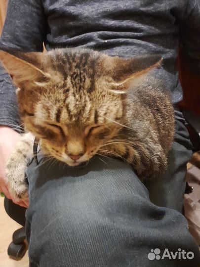 Кошка