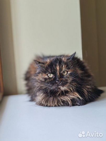 Кошечка в добрые ручки