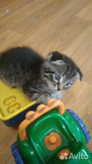Чудный котёнок-мальчик в дар с гарантией