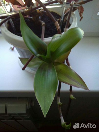 Золотой ус лечебный