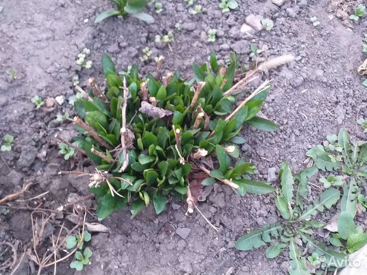 Сентябринки