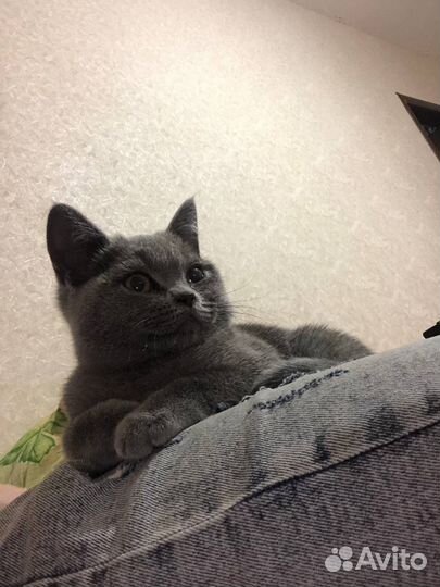 Кошка британка
