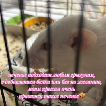 Печенье для грызунов, лакомство, корм