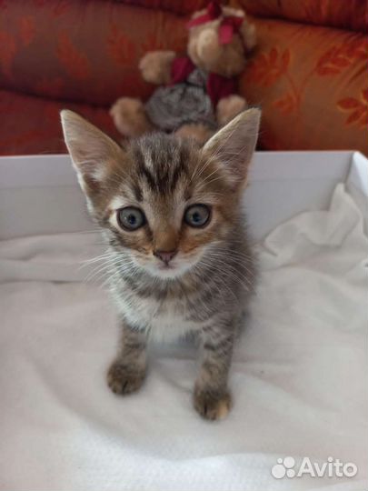 Котенок в дар