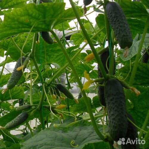 Семена огурцов Полли