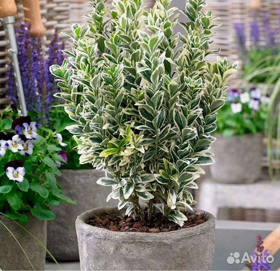 Бересклет японский