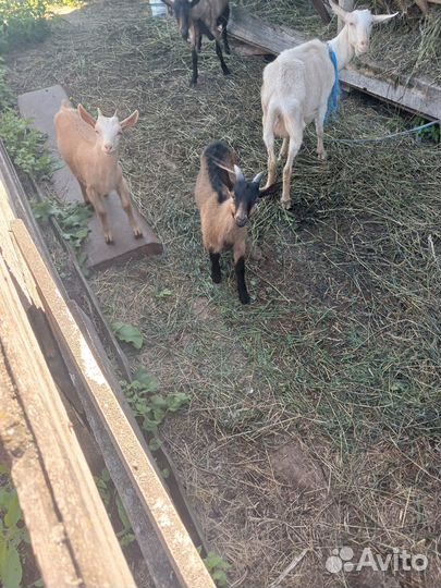 Продам козлят