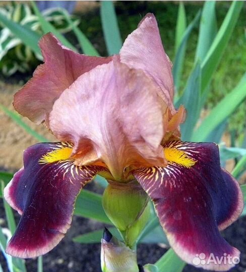 Ирисы бородатые, ароматные