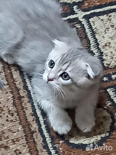 Семпатулька котик