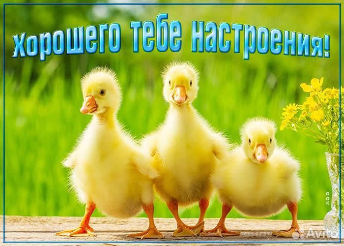 Гуси, индоутки