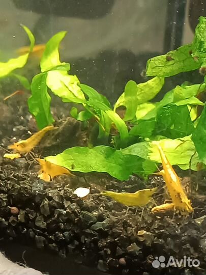 Микрорасбора галактика