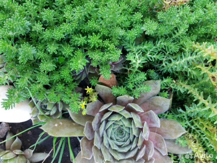 Очитки камнеломка молодила сортовые