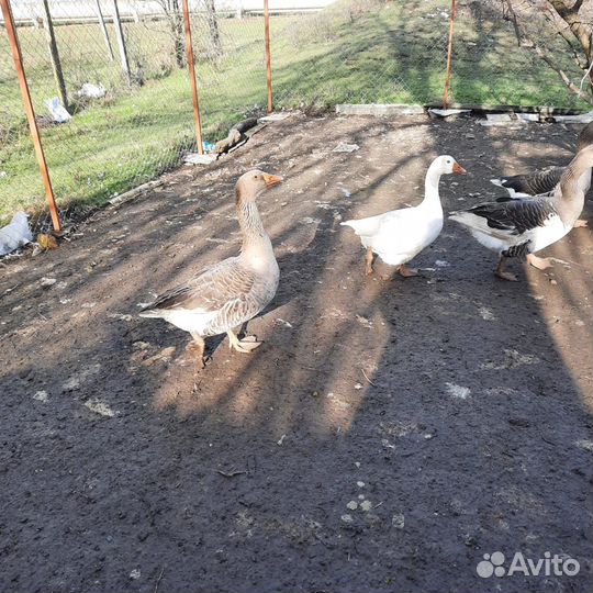 Гуси домашние