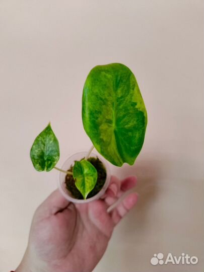 Алоказии редкие, детки 3