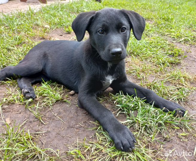 Щенок дратхаара