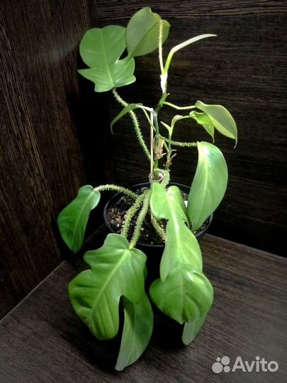 Филодендрон Голден Мелонона / Муса, Медуза