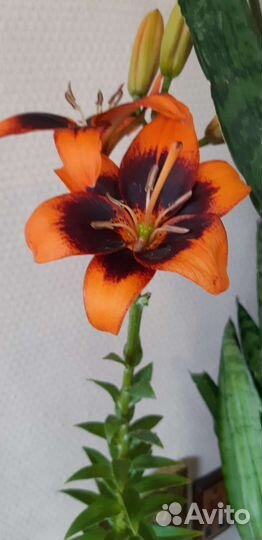 Саженцы многолетних цветов для дачи и участка