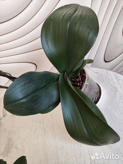 Орхидея фаленопсис Рэд сезам