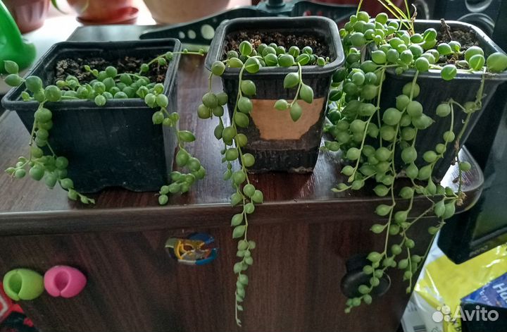 Крестовник Роули