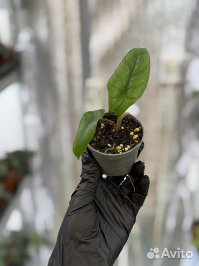 Алоказии жаклин, скальпрум, азлани