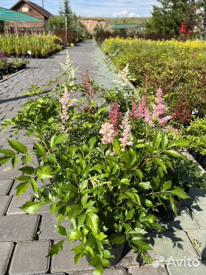 Астильба белая, розовая, малиновая