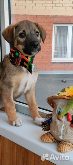 Метис овчарки