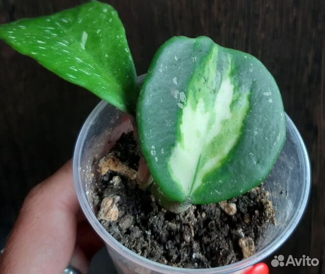 Хойя обовата вариегатная, макрофилла сплэш