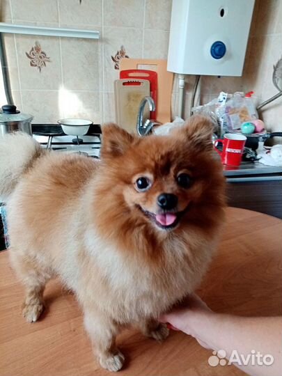 Стрижка собак