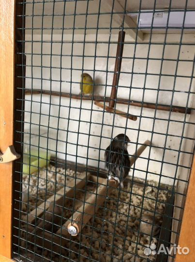 Продам канарееек глостер