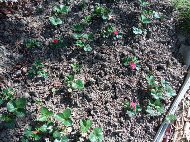 Саженцы Клубники Пинк Панда и др