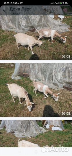 Коза дойная молочная