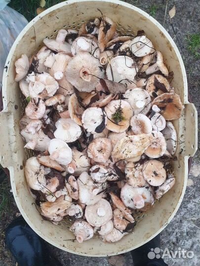 Грибы маринованные. Волжанки,Маслята,Опята