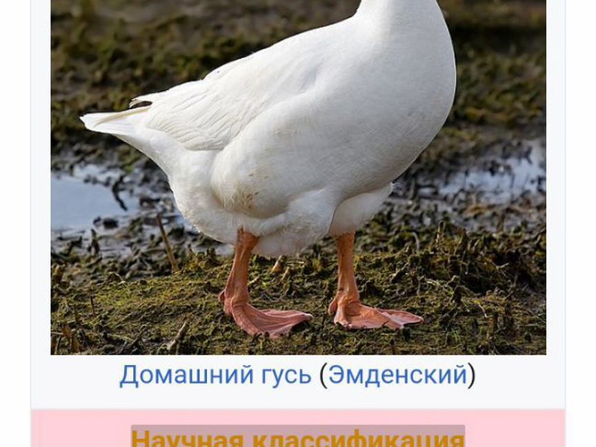 Гуси линда