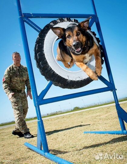 Кинолог для собак